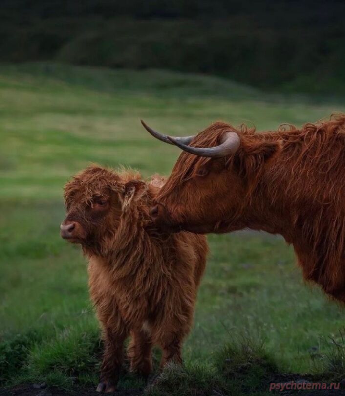 ОСНОВЫ САМОУВАЖЕНИЯ