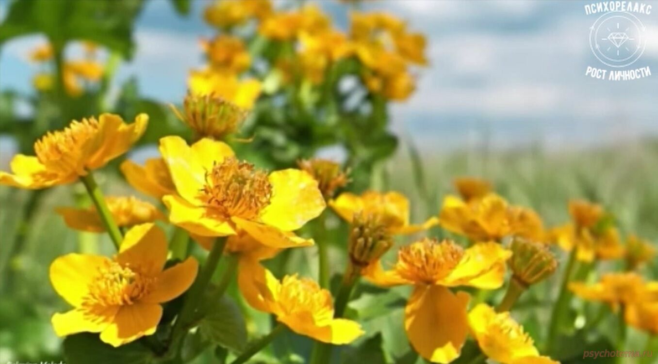 УСПЕШНЫЙ ЧЕЛОВЕК - ХАРИЗМА НОВОГО МЫШЛЕНИЯ